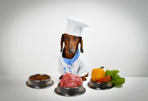 Perro vestido de chef con comida natural y saludable en cuencos. Nutrición canina equilibrada con carne, vegetales y croquetas.