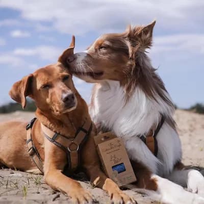 Thumbnail 400x400 for Dos perros en la playa, uno lamiendo cariñosamente a otro, junto a una caja de bolsas biodegradables The Sustainable People sobre la arena.