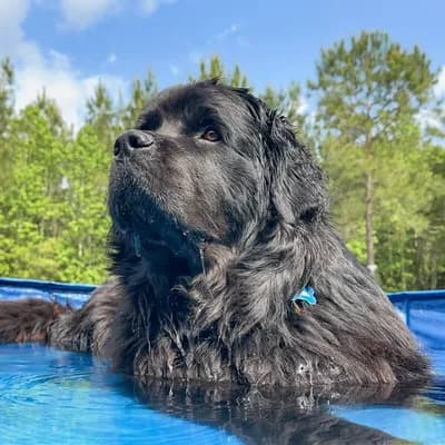 Thumbnail 400x400 for Perro de raza grande y pelo negro tipo Terranova dentro de una piscina plegable azul al aire libre, con árboles al fondo